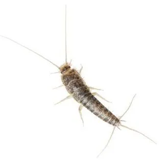 thumbnail for publication: Silverfish Lepisma saccharina Linnaeus (Insecta: Zygentoma: Lepismatidae)